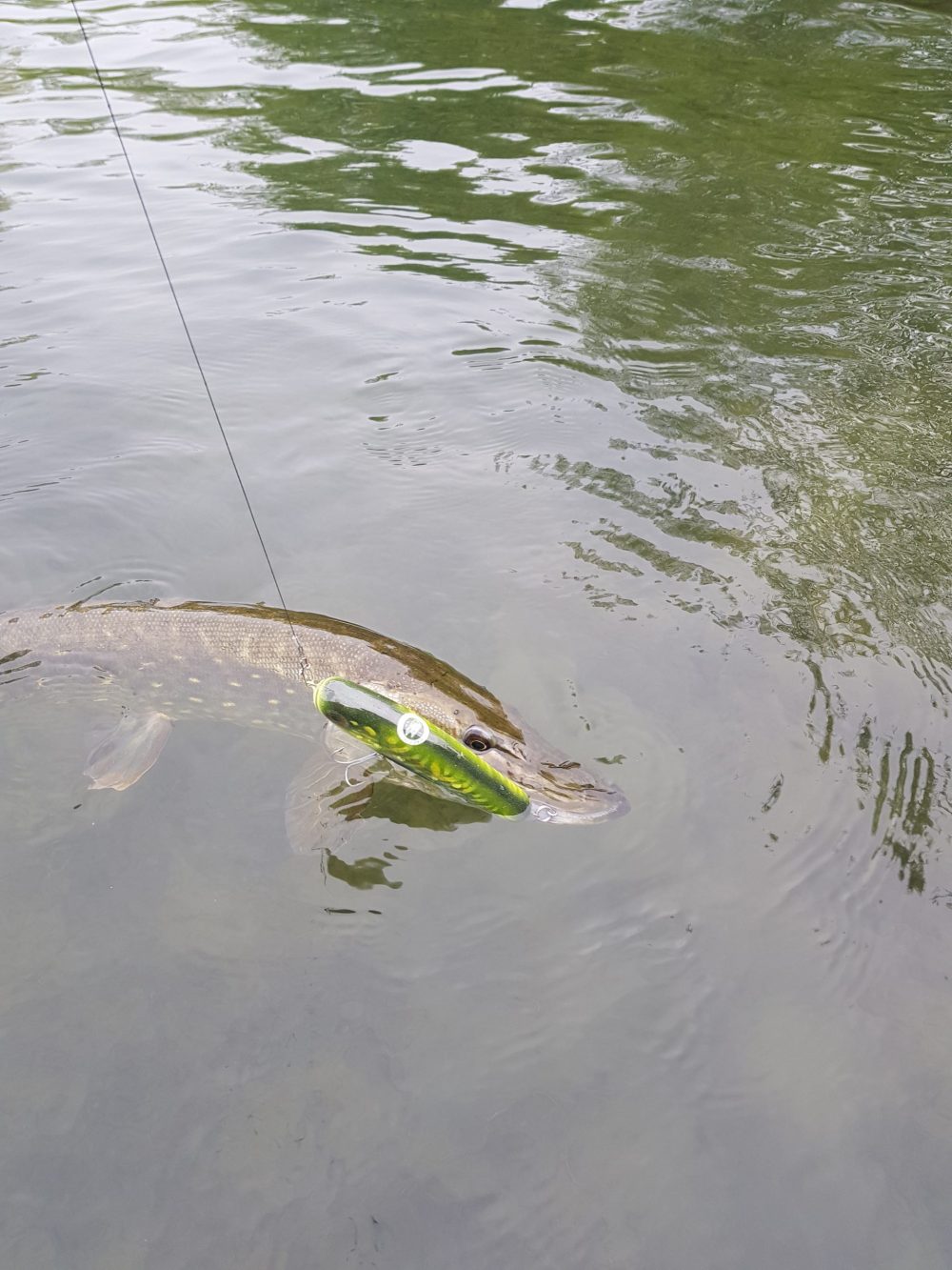 Swimglide 15 Pike No.2