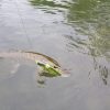 Swimglide 15 Pike No.2