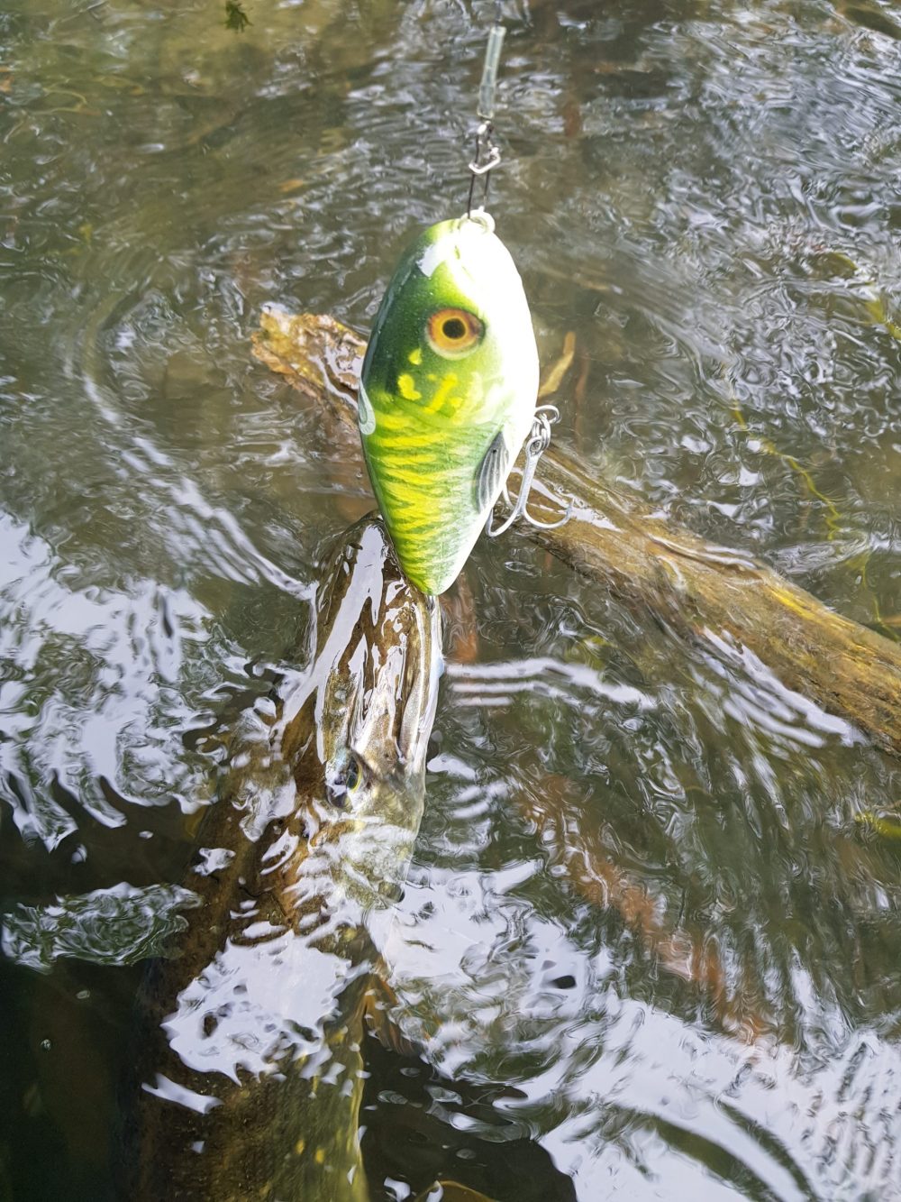 Swimglide 15 Fancy Perch