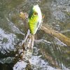 Swimglide 15 Fancy Perch