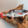 Swim 22 Hot Roach
