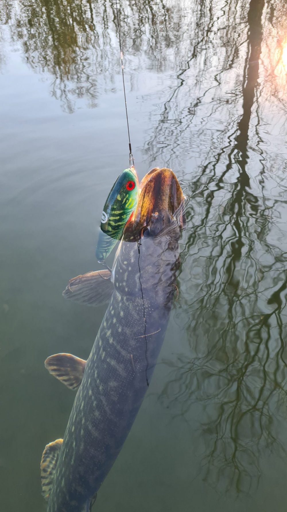 Swimglide 15 Fancy Perch