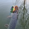 Swimglide 15 Fancy Perch